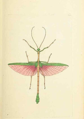 Reproducción/Reproduction 30657331051: The naturalist's miscellany, or Coloured figures of natural objects. London :Printed for Nodder & Co.,1789-1813