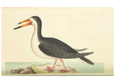 Reproducción/Reproduction 30657335561: The naturalist's miscellany, or Coloured figures of natural objects. London :Printed for Nodder & Co.,1789-1813