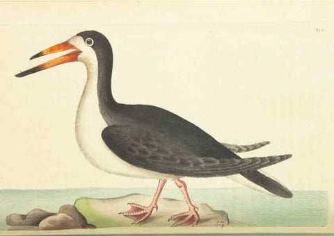 Reproducción/Reproduction 30657335561: The naturalist's miscellany, or Coloured figures of natural objects. London :Printed for Nodder & Co.,1789-1813