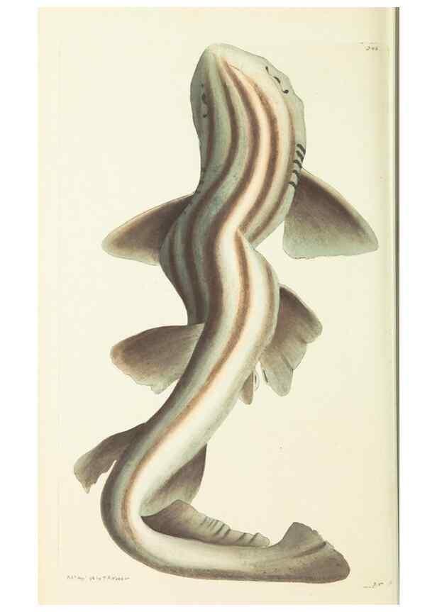 Reproducción/Reproduction 30110163313: The naturalist's miscellany, or Coloured figures of natural objects. London :Printed for Nodder & Co.,1789-1813