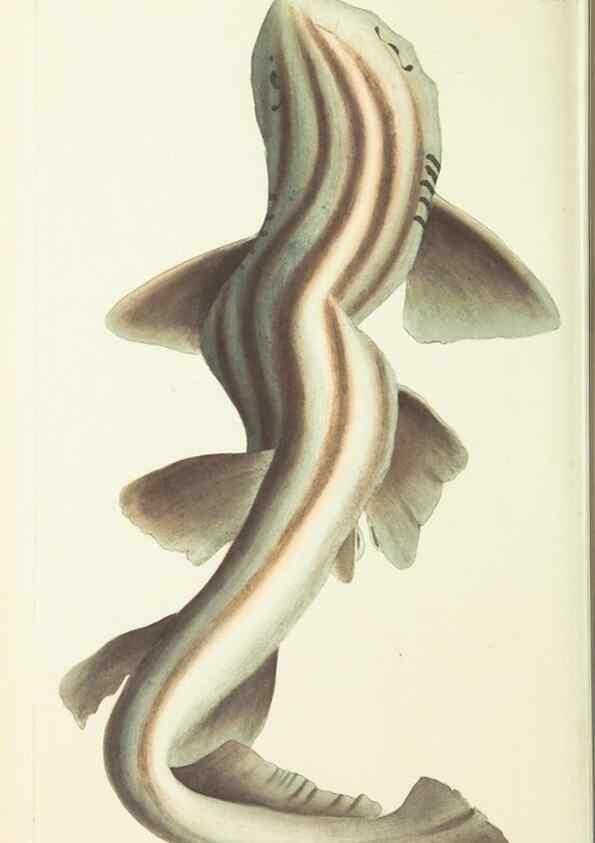 Reproducción/Reproduction 30110163313: The naturalist's miscellany, or Coloured figures of natural objects. London :Printed for Nodder & Co.,1789-1813