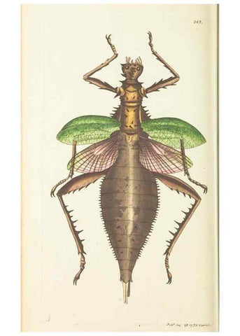 Reproducción/Reproduction 30110165773: The naturalist's miscellany, or Coloured figures of natural objects. London :Printed for Nodder & Co.,1789-1813