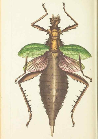 Reproducción/Reproduction 30110165773: The naturalist's miscellany, or Coloured figures of natural objects. London :Printed for Nodder & Co.,1789-1813