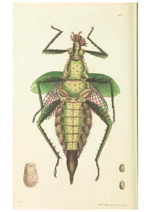 Reproducción/Reproduction 30110167323: The naturalist's miscellany, or Coloured figures of natural objects. London :Printed for Nodder & Co.,1789-1813