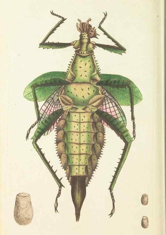 Reproducción/Reproduction 30110167323: The naturalist's miscellany, or Coloured figures of natural objects. London :Printed for Nodder & Co.,1789-1813