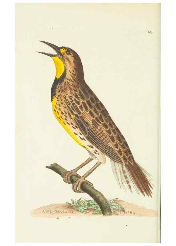 Reproducción/Reproduction 30132124024: The naturalist's miscellany, or Coloured figures of natural objects. London :Printed for Nodder & Co.,1789-1813