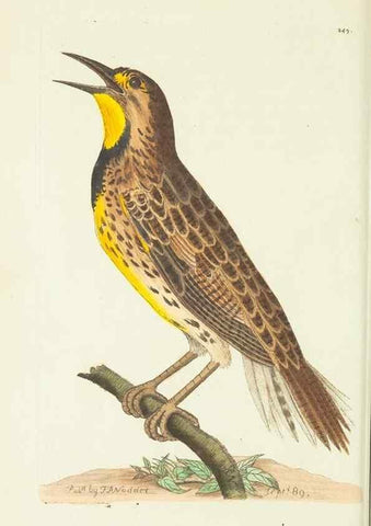 Reproducción/Reproduction 30132124024: The naturalist's miscellany, or Coloured figures of natural objects. London :Printed for Nodder & Co.,1789-1813