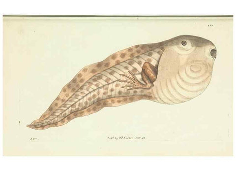 Reproducción/Reproduction 30132126394: The naturalist's miscellany, or Coloured figures of natural objects. London :Printed for Nodder & Co.,1789-1813