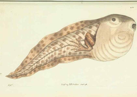 Reproducción/Reproduction 30132126394: The naturalist's miscellany, or Coloured figures of natural objects. London :Printed for Nodder & Co.,1789-1813
