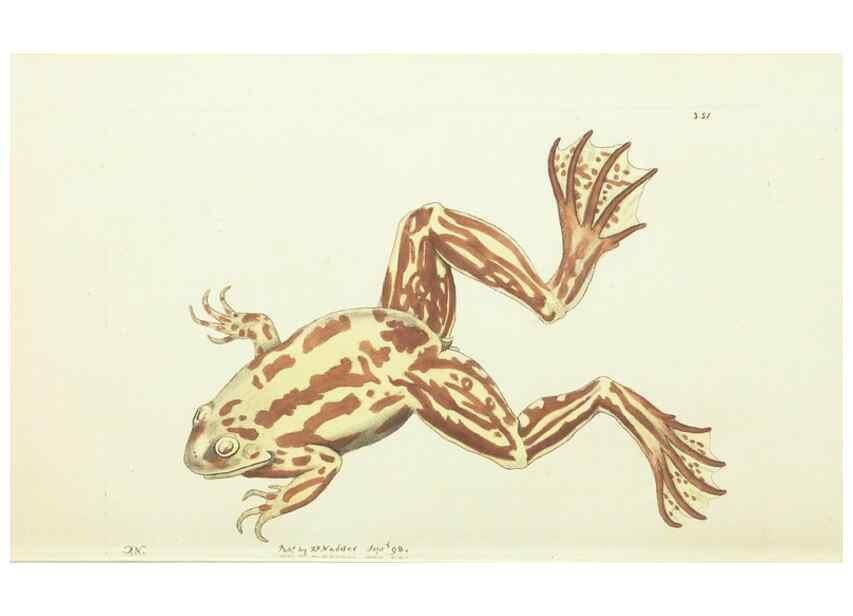Reproducción/Reproduction 30132128834: The naturalist's miscellany, or Coloured figures of natural objects. London :Printed for Nodder & Co.,1789-1813
