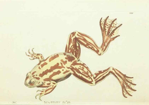 Reproducción/Reproduction 30132128834: The naturalist's miscellany, or Coloured figures of natural objects. London :Printed for Nodder & Co.,1789-1813