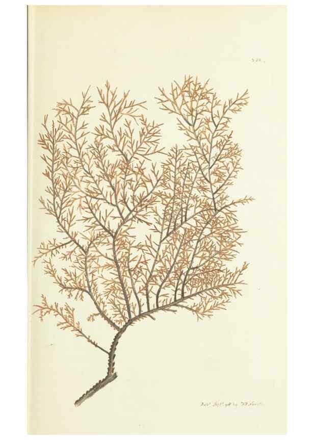 Reproducción/Reproduction 30132131224: The naturalist's miscellany, or Coloured figures of natural objects. London :Printed for Nodder & Co.,1789-1813