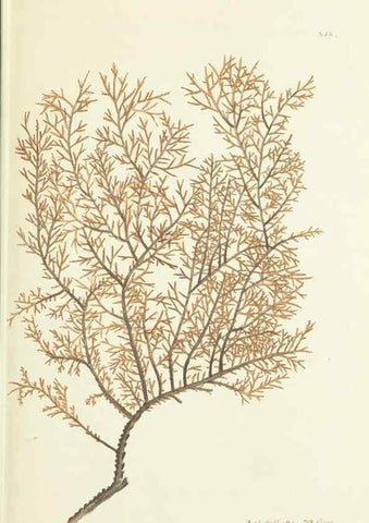 Reproducción/Reproduction 30132131224: The naturalist's miscellany, or Coloured figures of natural objects. London :Printed for Nodder & Co.,1789-1813