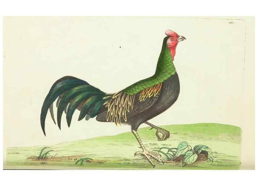 Reproducción/Reproduction 30675925611: The naturalist's miscellany, or Coloured figures of natural objects. London :Printed for Nodder & Co.,1789-1813