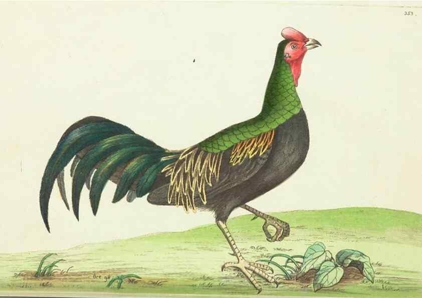 Reproducción/Reproduction 30675925611: The naturalist's miscellany, or Coloured figures of natural objects. London :Printed for Nodder & Co.,1789-1813