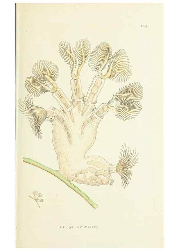 Reproducción/Reproduction 30675927431: The naturalist's miscellany, or Coloured figures of natural objects. London :Printed for Nodder & Co.,1789-1813