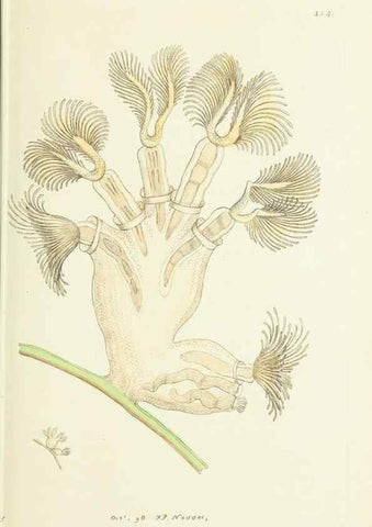 Reproducción/Reproduction 30675927431: The naturalist's miscellany, or Coloured figures of natural objects. London :Printed for Nodder & Co.,1789-1813