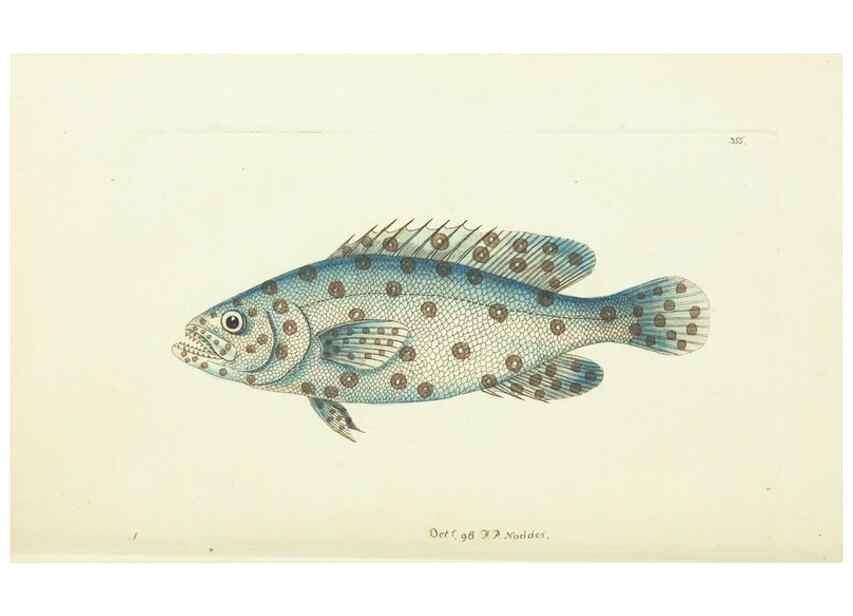 Reproducción/Reproduction 30675929371: The naturalist's miscellany, or Coloured figures of natural objects. London :Printed for Nodder & Co.,1789-1813