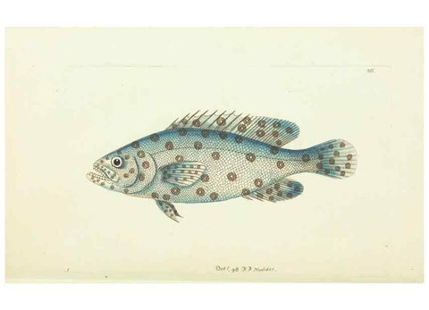 Reproducción/Reproduction 30675929371: The naturalist's miscellany, or Coloured figures of natural objects. London :Printed for Nodder & Co.,1789-1813