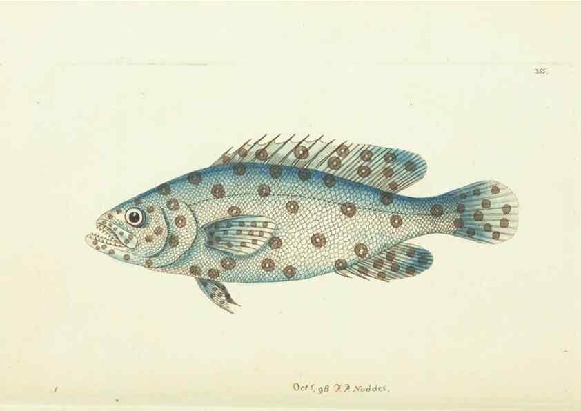 Reproducción/Reproduction 30675929371: The naturalist's miscellany, or Coloured figures of natural objects. London :Printed for Nodder & Co.,1789-1813