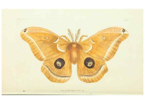 Reproducción/Reproduction 30675931611: The naturalist's miscellany, or Coloured figures of natural objects. London :Printed for Nodder & Co.,1789-1813