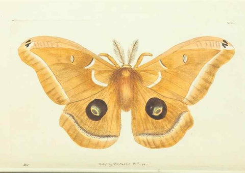 Reproducción/Reproduction 30675931611: The naturalist's miscellany, or Coloured figures of natural objects. London :Printed for Nodder & Co.,1789-1813