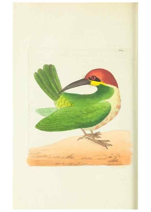 Reproducción/Reproduction 30675933591: The naturalist's miscellany, or Coloured figures of natural objects. London :Printed for Nodder & Co.,1789-1813