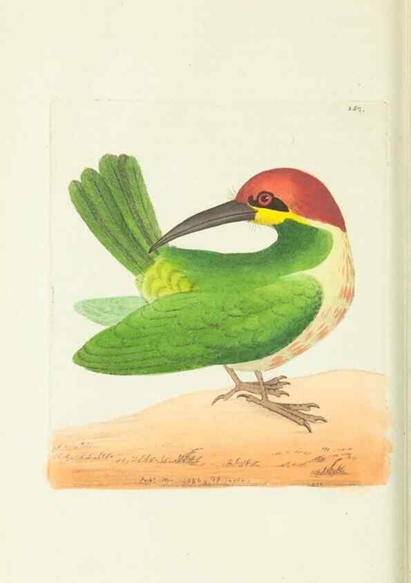Reproducción/Reproduction 30675933591: The naturalist's miscellany, or Coloured figures of natural objects. London :Printed for Nodder & Co.,1789-1813