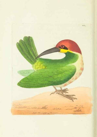 Reproducción/Reproduction 30675933591: The naturalist's miscellany, or Coloured figures of natural objects. London :Printed for Nodder & Co.,1789-1813