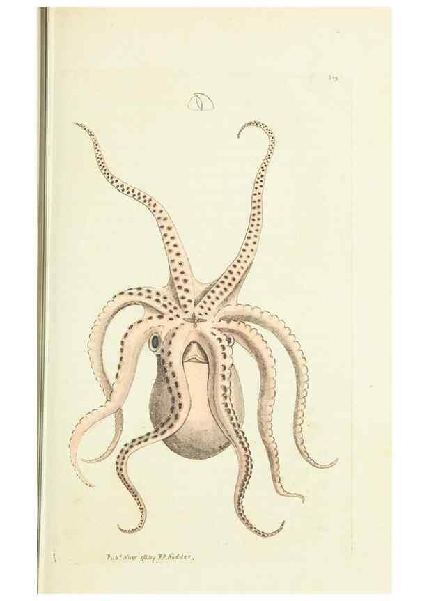 Reproducción/Reproduction 30764278935: The naturalist's miscellany, or Coloured figures of natural objects. London :Printed for Nodder & Co.,1789-1813