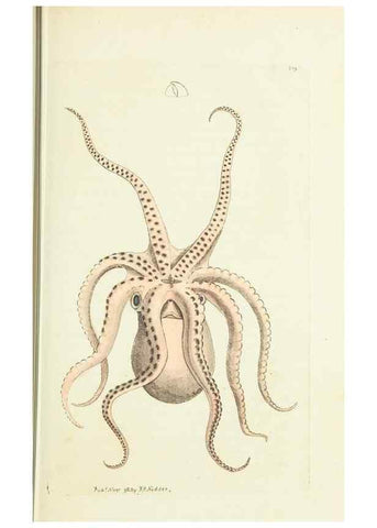 Reproducción/Reproduction 30764278935: The naturalist's miscellany, or Coloured figures of natural objects. London :Printed for Nodder & Co.,1789-1813