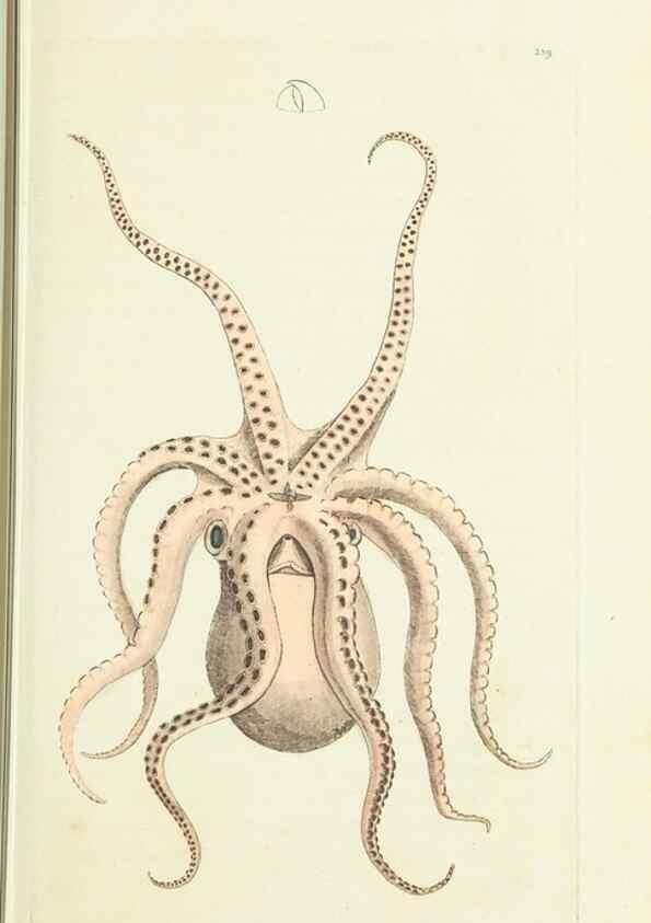 Reproducción/Reproduction 30764278935: The naturalist's miscellany, or Coloured figures of natural objects. London :Printed for Nodder & Co.,1789-1813