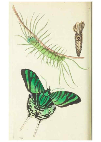 Reproducción/Reproduction 30675938411: The naturalist's miscellany, or Coloured figures of natural objects. London :Printed for Nodder & Co.,1789-1813