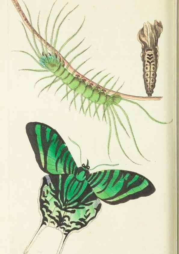Reproducción/Reproduction 30675938411: The naturalist's miscellany, or Coloured figures of natural objects. London :Printed for Nodder & Co.,1789-1813