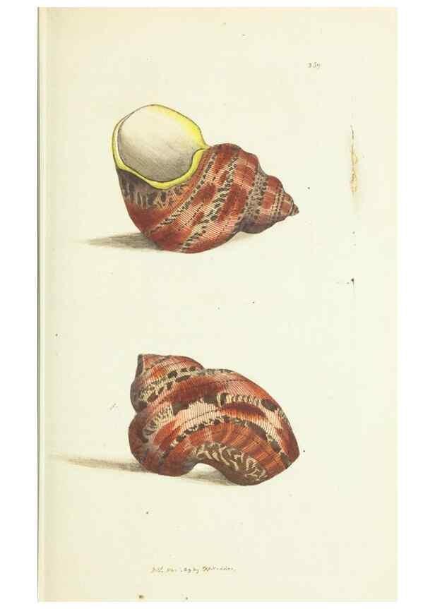 Reproducción/Reproduction 30764289645: The naturalist's miscellany, or Coloured figures of natural objects. London :Printed for Nodder & Co.,1789-1813