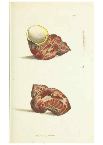 Reproducción/Reproduction 30764289645: The naturalist's miscellany, or Coloured figures of natural objects. London :Printed for Nodder & Co.,1789-1813