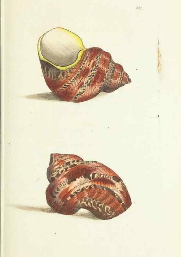 Reproducción/Reproduction 30764289645: The naturalist's miscellany, or Coloured figures of natural objects. London :Printed for Nodder & Co.,1789-1813