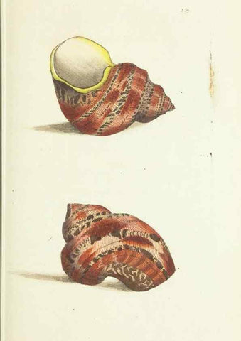 Reproducción/Reproduction 30764289645: The naturalist's miscellany, or Coloured figures of natural objects. London :Printed for Nodder & Co.,1789-1813