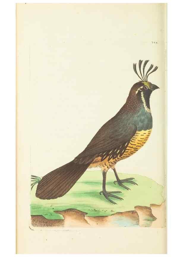 Reproducción/Reproduction 30110161253: The naturalist's miscellany, or Coloured figures of natural objects. London :Printed for Nodder & Co.,1789-1813
