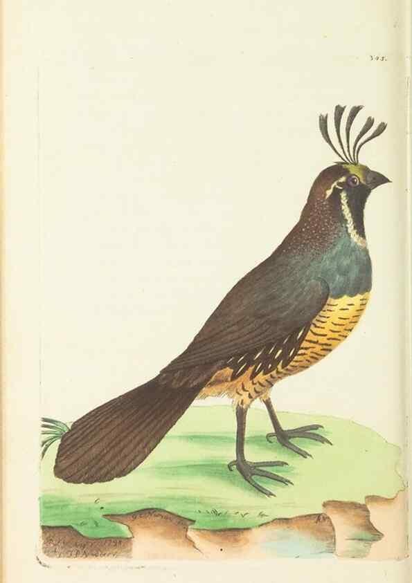 Reproducción/Reproduction 30110161253: The naturalist's miscellany, or Coloured figures of natural objects. London :Printed for Nodder & Co.,1789-1813