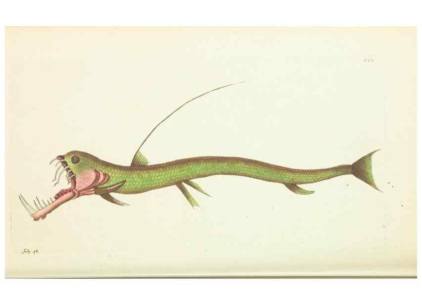 Reproducción/Reproduction 30110159383: The naturalist's miscellany, or Coloured figures of natural objects. London :Printed for Nodder & Co.,1789-1813