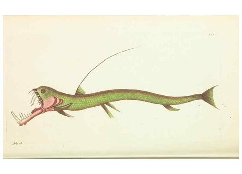Reproducción/Reproduction 30110159383: The naturalist's miscellany, or Coloured figures of natural objects. London :Printed for Nodder & Co.,1789-1813