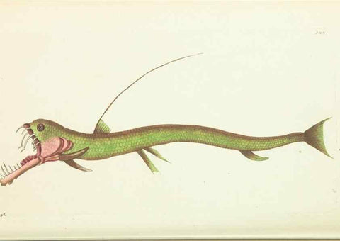 Reproducción/Reproduction 30110159383: The naturalist's miscellany, or Coloured figures of natural objects. London :Printed for Nodder & Co.,1789-1813