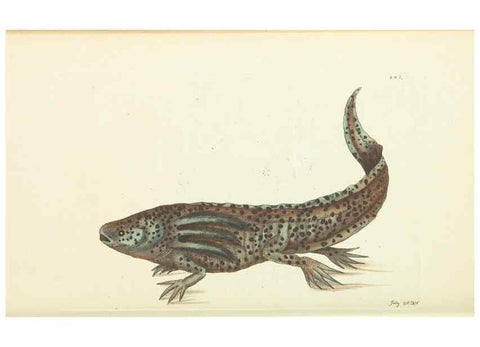 Reproducción/Reproduction 30110157243: The naturalist's miscellany, or Coloured figures of natural objects. London :Printed for Nodder & Co.,1789-1813