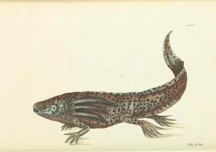 Reproducción/Reproduction 30110157243: The naturalist's miscellany, or Coloured figures of natural objects. London :Printed for Nodder & Co.,1789-1813
