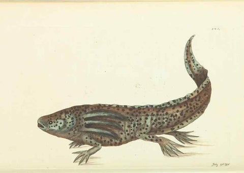Reproducción/Reproduction 30110157243: The naturalist's miscellany, or Coloured figures of natural objects. London :Printed for Nodder & Co.,1789-1813