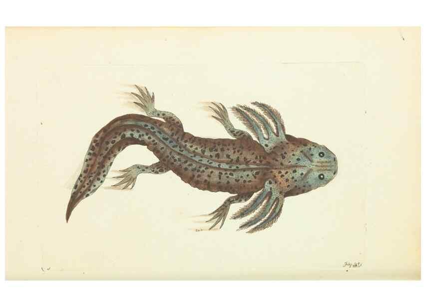 Reproducción/Reproduction 30110155633: The naturalist's miscellany, or Coloured figures of natural objects. London :Printed for Nodder & Co.,1789-1813