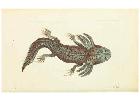 Reproducción/Reproduction 30110155633: The naturalist's miscellany, or Coloured figures of natural objects. London :Printed for Nodder & Co.,1789-1813
