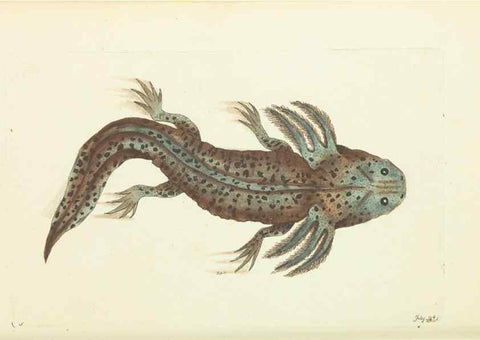 Reproducción/Reproduction 30110155633: The naturalist's miscellany, or Coloured figures of natural objects. London :Printed for Nodder & Co.,1789-1813