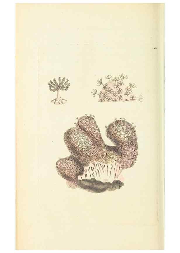 Reproducción/Reproduction 30657338001: The naturalist's miscellany, or Coloured figures of natural objects. London :Printed for Nodder & Co.,1789-1813